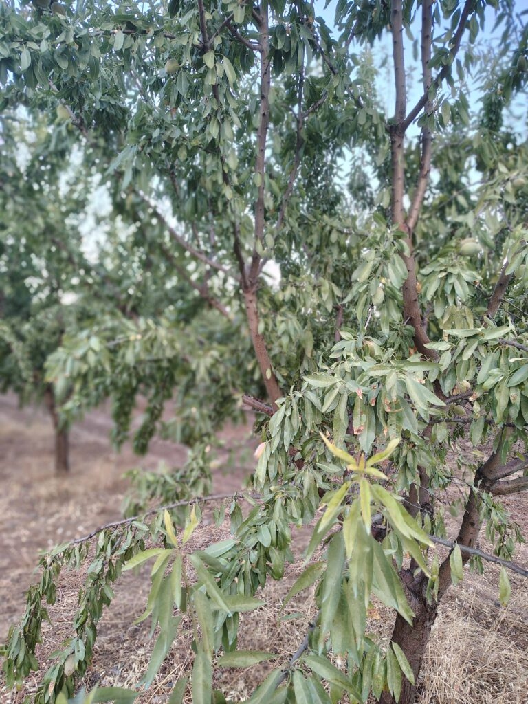 Αμυγδαλιά 1
