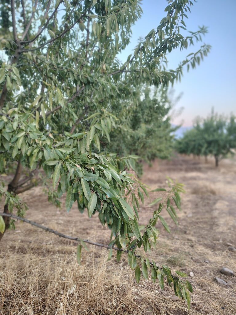 αμυγδαλιά 2